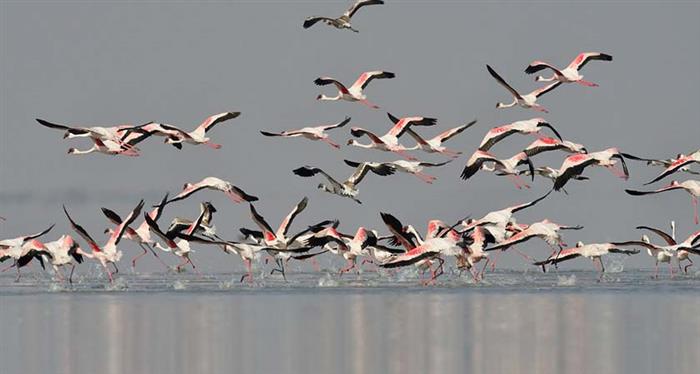 Rann of Kutch